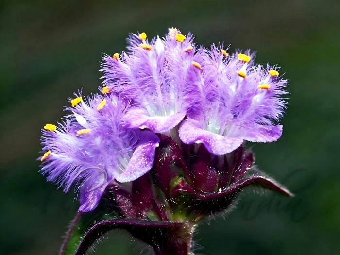 Cyanotis arachnoidea Cyanotis arachnoidea