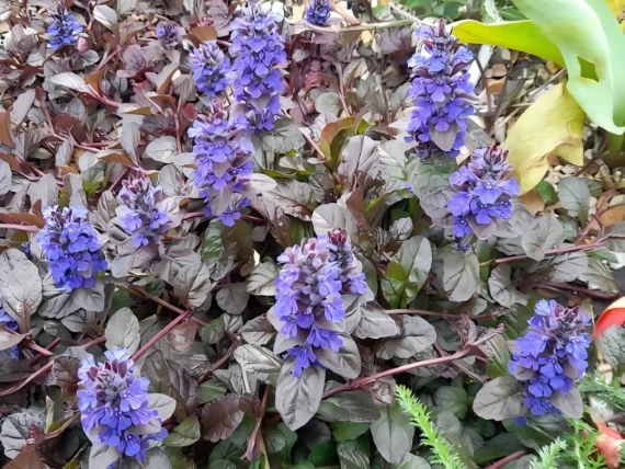 Ajuga turkestanica Ajuga turkestanica
