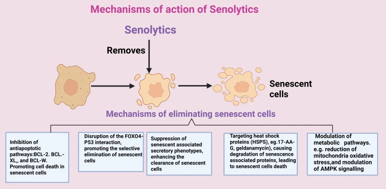 Fisetin Senolytic Fisetin Senolytic
