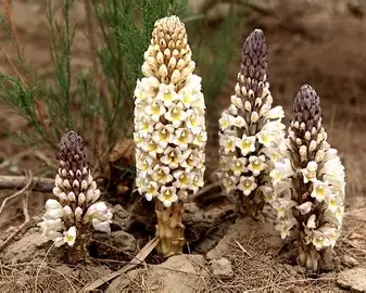 Echinacoside Benefits