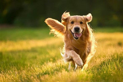 Palmitoylethanolamide for Dogs