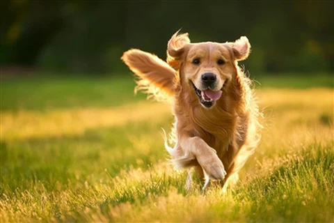 Palmitoylethanolamide for Dogs