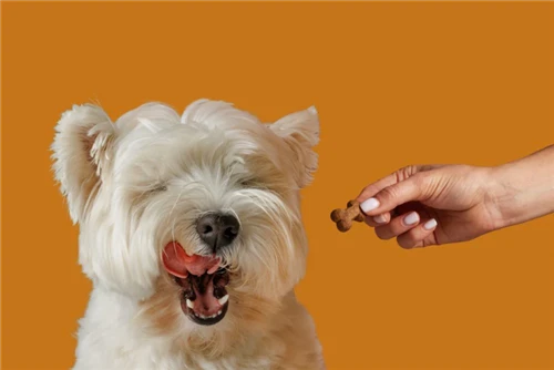 The Benefits of Ursolic Acid for Dogs