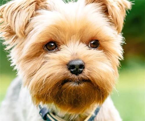 Curcumin for Dogs:Benefits