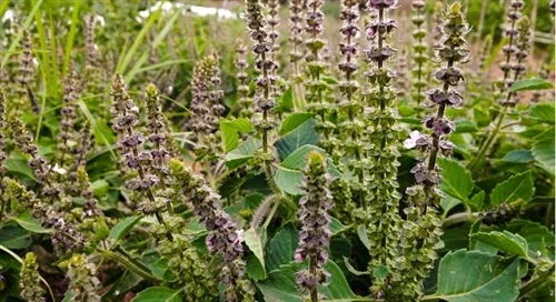 What are benefits of holy basil extract?