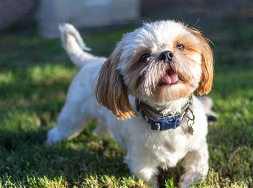 Green Tea extract for dogs