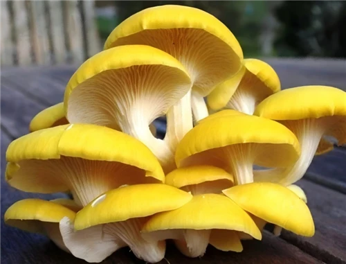 Golden Oyster Mushrooms Benefits