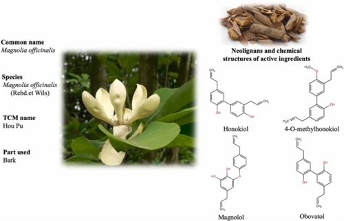 Magnolia Bark Extract for Sleep