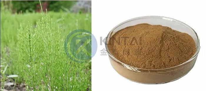 Horsetail Extract Horsetail Extract