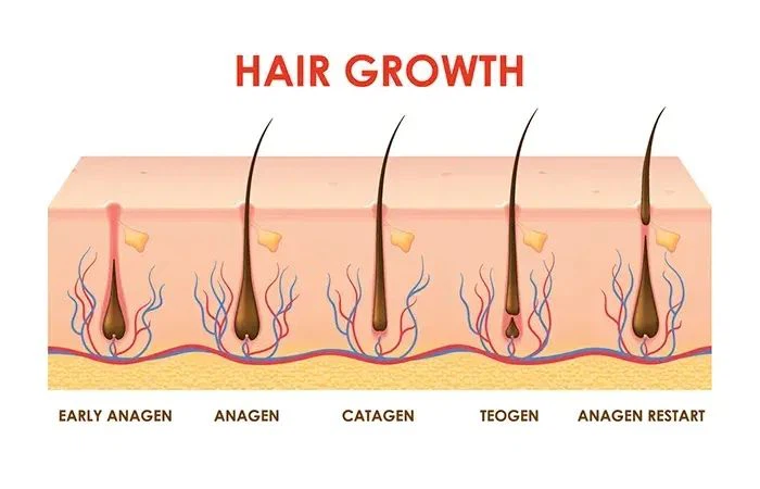 Horsetail Extract Horsetail Extract
