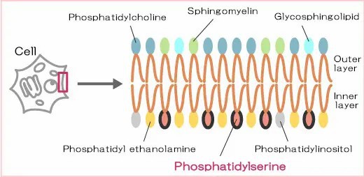 phosphatidylserine and phosphatidylcholine phosphatidylserine and phosphatidylcholine