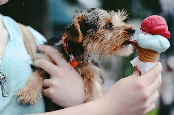 Can Dogs Eat Stevia Leaf Extract? Can Dogs Eat Stevia Leaf Extract?