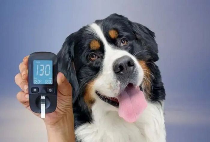 Benefits of Stevia for Dogs Benefits of Stevia for Dogs