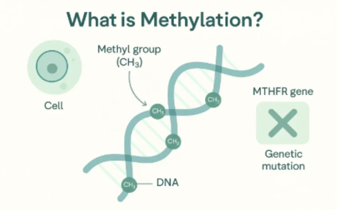 What Is Human Methylation