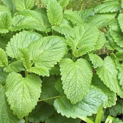 Lemon Balm Extract Powder suppliers
