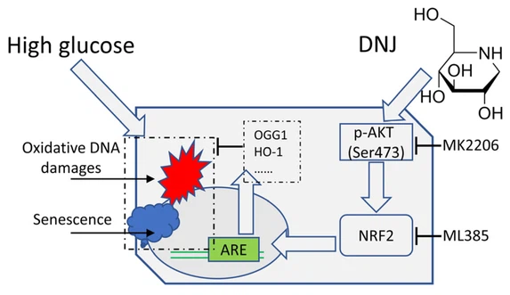 1-DNJ For Blood Sugar 1-DNJ For Blood Sugar