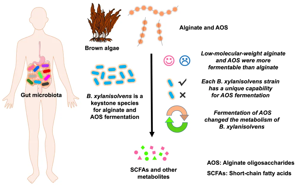 Alginate Oligosaccharide For Gut Health Alginate Oligosaccharide For Gut Health