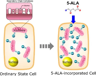 What Does 5-ALA Do? What Does 5-ALA Do?