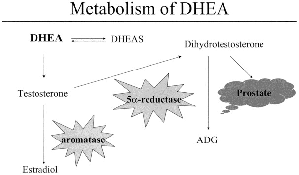 What Does DHEA Do For Man? What Does DHEA Do For Man?