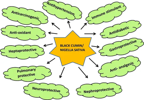Antioxidant Activity Of Nigella Sativa Extract Antioxidant Activity Of Nigella Sativa Extract