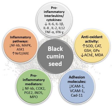 Anti-Inflammatory Effect Of Nigella Sativa Extract Anti-Inflammatory Effect Of Nigella Sativa Extract