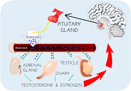 Cistanche deserticola extract regulates reproductive system Cistanche deserticola extract regulates reproductive system