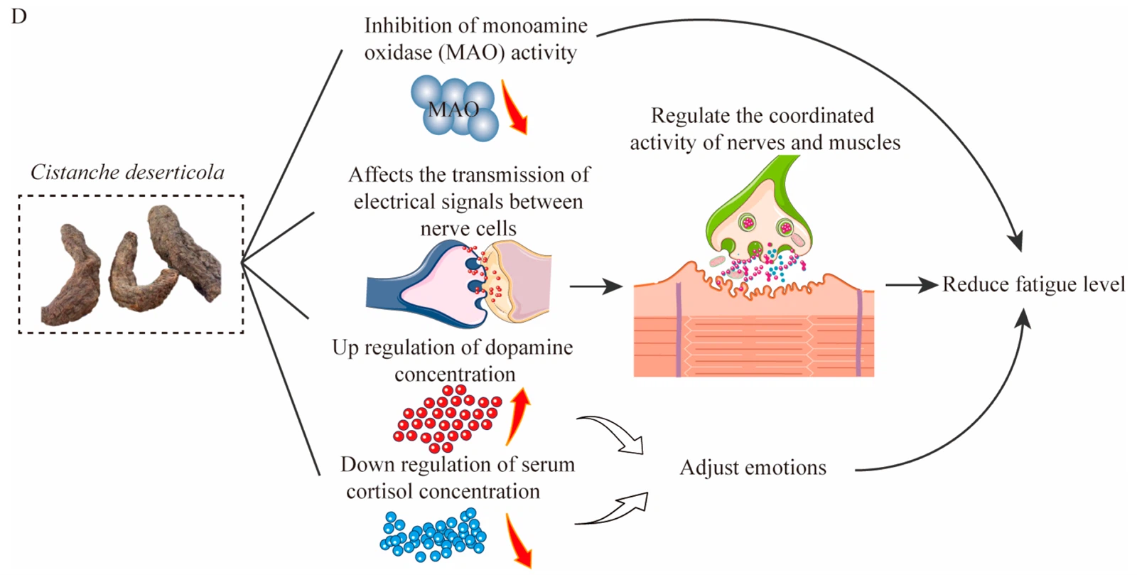 Cistanche deserticola extract's anti-fatigue effect Cistanche deserticola extract's anti-fatigue effect
