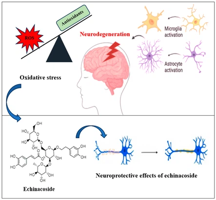 Echinacoside and Verbascoside for Neuroprotection And Improvement Of Memory Echinacoside and Verbascoside for Neuroprotection And Improvement Of Memory