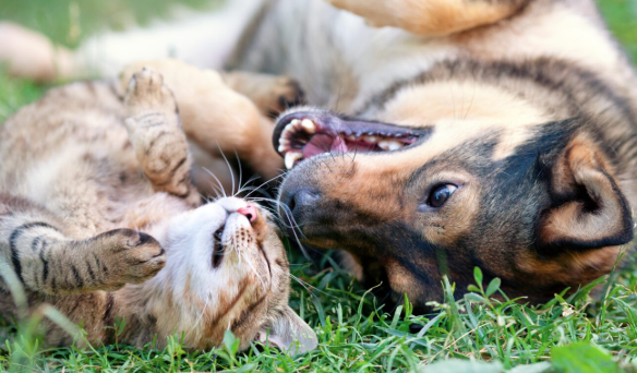 Yeast Extract For Dog And Cat Yeast Extract For Dog And Cat