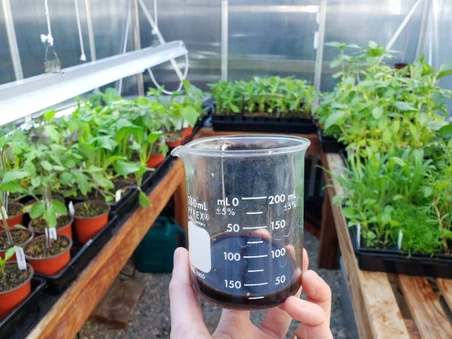 Kelp Extract For Plants Kelp Extract For Plants