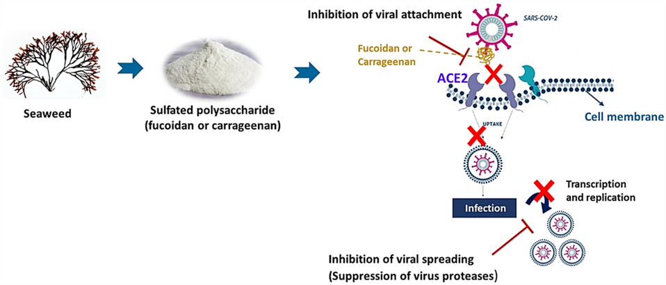 Fucoidan Immune Fucoidan Immune