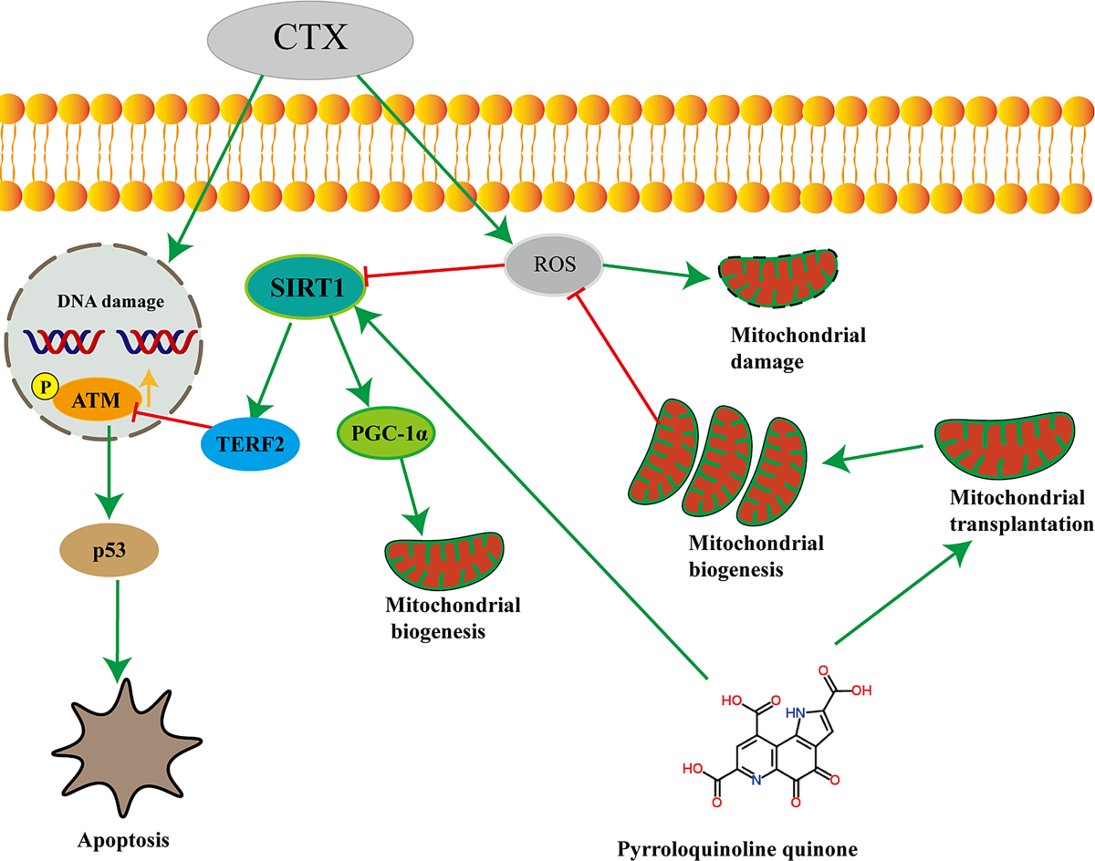 What Does Pqq Do? What Does Pqq Do?