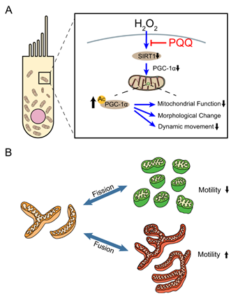 17768532363795 17768532363795