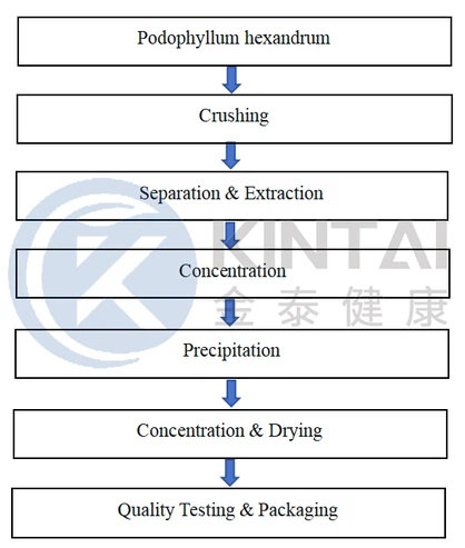 How To Make Podophyllum Resin? How To Make Podophyllum Resin?
