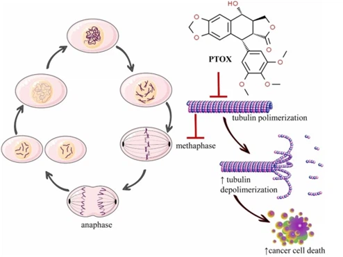 How Does Podophyllin Work? How Does Podophyllin Work?