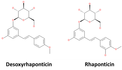 rhaponticin and desoxyrhaponticin rhaponticin and desoxyrhaponticin