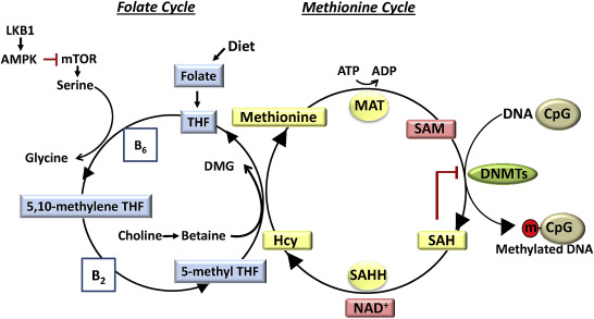 What Is S Adenosyl L Methionine Mechanism Of Action? What Is S Adenosyl L Methionine Mechanism Of Action?