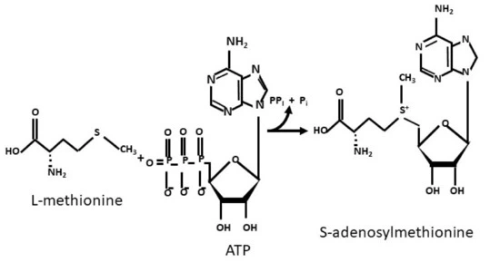 S-Adenosyl-L-Methionine Vs L-Methionine S-Adenosyl-L-Methionine Vs L-Methionine