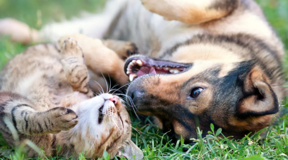 S Adenosyl L Methionine For Dogs/Cats S Adenosyl L Methionine For Dogs/Cats