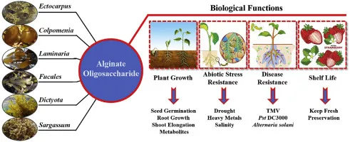 Alginate Oligosaccharide In Agriculture Alginate Oligosaccharide In Agriculture