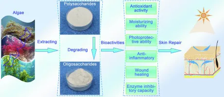 Alginate Oligosaccharide For Skin Alginate Oligosaccharide For Skin