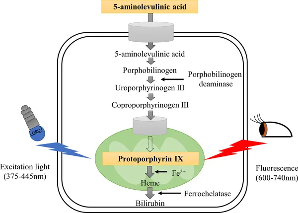 What Is 5 Ala Phosphate Mechanism Of Action? What Is 5 Ala Phosphate Mechanism Of Action?