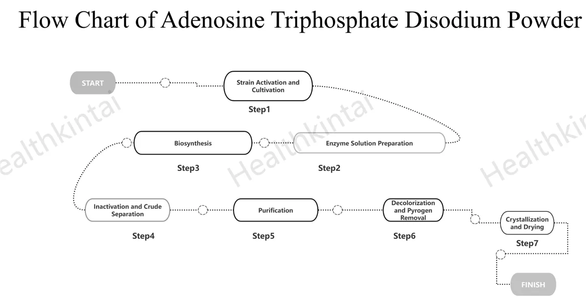 How Is Adenosine Triphosphate Disodium ATP Powder Made? How Is Adenosine Triphosphate Disodium ATP Powder Made?