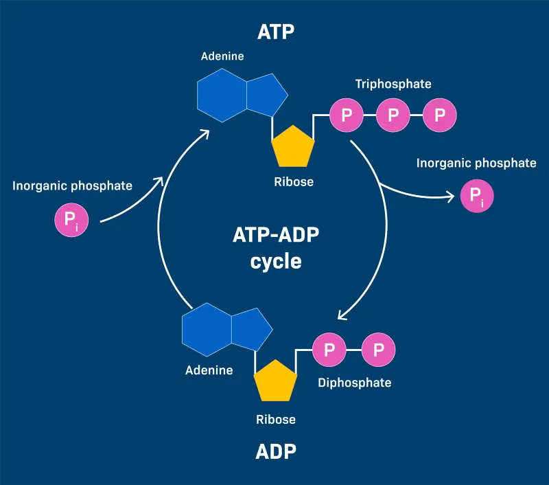 ATP-ADP cycle ATP-ADP cycle