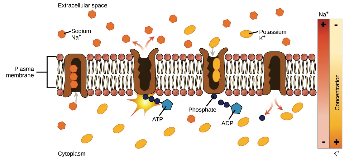 Adenosine Triphosphate Active Transport Adenosine Triphosphate Active Transport