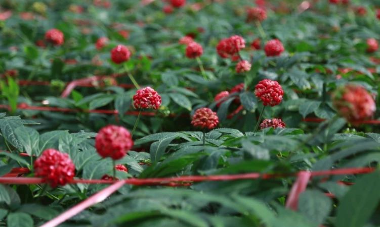 Yunnan Panax notoginseng Yunnan Panax notoginseng