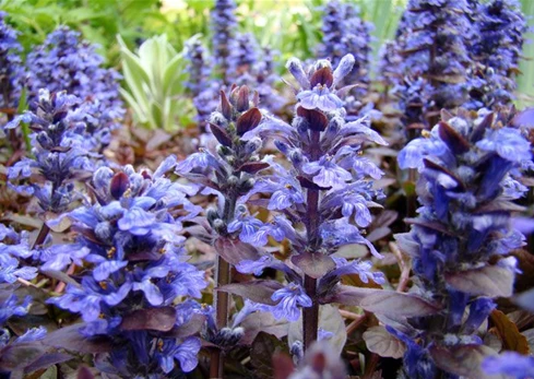 Ajuga Turkestanica Extract Powder Plant Source Ajuga Turkestanica Extract Powder Plant Source