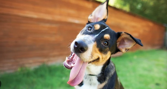 Bayberry Bark Extract For Dog Bayberry Bark Extract For Dog