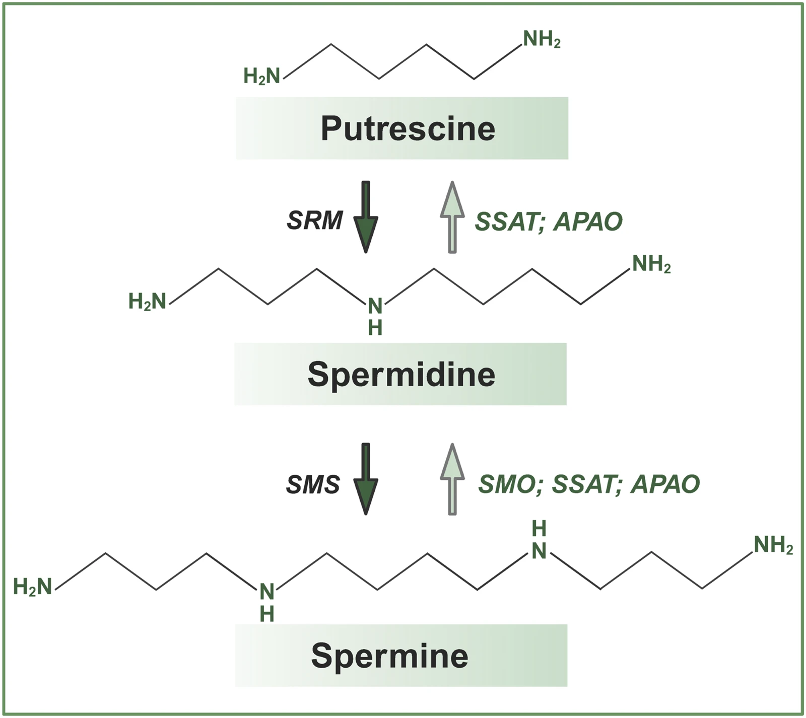 Spermine and Spermidine Spermine and Spermidine