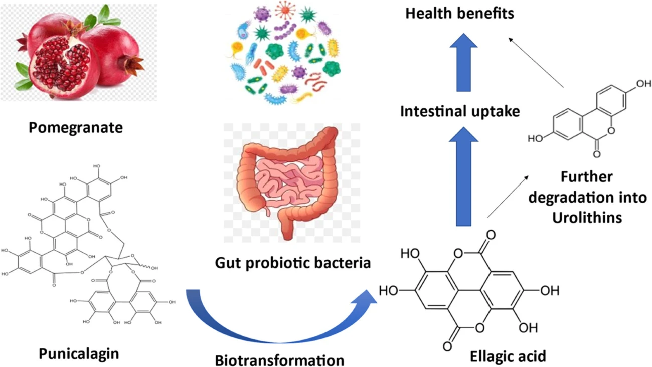 Punicalagin and Ellagic Acid Punicalagin and Ellagic Acid
